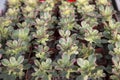 Succulents Royalty Free Stock Photo