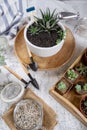 Succulents mini garden in the white pot
