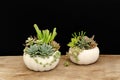 Succulents mix arrangement in white pumpkin planter on wooden table Royalty Free Stock Photo