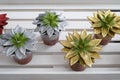 Beautiful succulents painted in golden and silver spangles, against a white wooden shelf