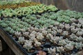 Succulents in plant tray at greenhouse