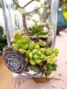 Succulents planted in glass jars, cactus.