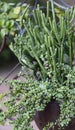 Succulents planted in pot by garden path