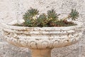 Succulents plants in ceramic pot stand at the entrance to the house.