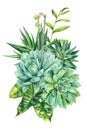 Succulents plants, green bouquet leaves, echeveria watercolor botanical painting illustrations isolated white background Royalty Free Stock Photo