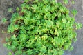 Succulents plants in large pot. Aeonium lindleyi plants.