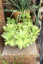 Succulents plants in pot stand on the steps at the entrance to the house. Residential porch design. Green plants for house