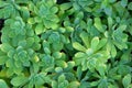 Succulents plants, top view. Aeonium lindleyi plants.Succulent plant for landscape design. Green pattern