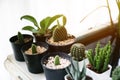 Succulents pot and cactus decoration plant in house. Royalty Free Stock Photo