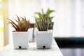 Succulents pot and cactus decoration plant in house. Royalty Free Stock Photo