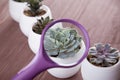 Succulents in pots on a wooden background