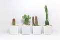 Succulents. Potted small house plants, home interior. White minimal cactus in a jar.
