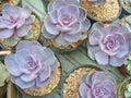 Succulents with purple tones