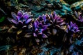 Succulents on a rock