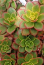 Succulents rosette - Aeonium decorum Royalty Free Stock Photo