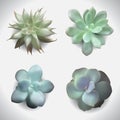 Succulents-set