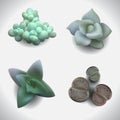 Succulents-set-2 Royalty Free Stock Photo