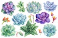 Succulents set, green plant Haworthia, echeveria watercolor botanical painting. Illustrations isolated white background