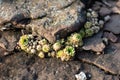 Succulents of the Siberian taiga