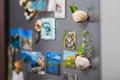Succulents on snail shell Royalty Free Stock Photo
