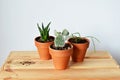 Succulents in terracotta pots, soil and wooden box
