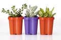 Succulents Royalty Free Stock Photo