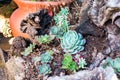 Succulents on a tree trunk Royalty Free Stock Photo