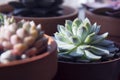 Succulents: various echeveria indoor plants in pots. Mix of beautiful succulents. Lifestyle image