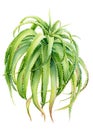 Succulents in watercolor, aloe vera, tropical plants hand drawing, botanical painting