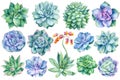 Succulents on white background, watercolor botanical illustration, big set of echeveria