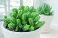 Succulents in a white pots on the windowsill on a light background. house plant