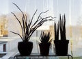 Succulents on a window sill in a dark room. Not enough light for house plants concept. Royalty Free Stock Photo