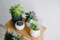 Succulents on a wooden shelf. Beautiful indoor plants in gray pots. Royalty Free Stock Photo