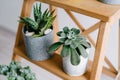 Succulents on a wooden shelf. Beautiful indoor plants in gray pots. Royalty Free Stock Photo