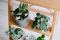 Succulents on a wooden shelf. Beautiful indoor plants in gray pots. Royalty Free Stock Photo