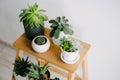 Succulents on a wooden shelf. Beautiful indoor plants in gray pots Royalty Free Stock Photo