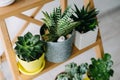 Succulents on a wooden shelf. Beautiful indoor plants in gray pots Royalty Free Stock Photo