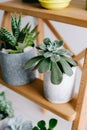 Succulents on a wooden shelf. Beautiful indoor plants in gray pots. Vertical image Royalty Free Stock Photo