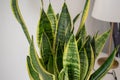 Succulents. Yellow and green Sansevieria (Dracaena trifasciata the snake plant)