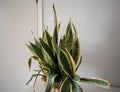 Succulents. Yellow and green Sansevieria (Dracaena trifasciata the snake plant)