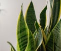 Succulents. Yellow and green Sansevieria (Dracaena trifasciata the snake plant)