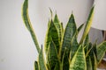 Succulents. Yellow and green Sansevieria (Dracaena trifasciata the snake plant)