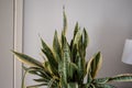 Succulents. Yellow and green Sansevieria (Dracaena trifasciata the snake plant)