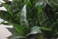 Succulents. Yellow and green Sansevieria (Dracaena trifasciata the snake plant)