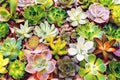 Succulentus.Beautiful background of many succulents Royalty Free Stock Photo