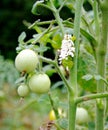 A Succumbed Tomato / Tobacco Hornworm as host to parasitic braconid wasp eggs