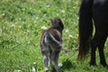 Such an Adorable Foal`s Backend in a Field
