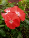 Such beautiful flowers with a maroon color, which grow in the yard of the house