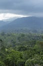 Such a beautiful misty tropical forest Royalty Free Stock Photo