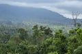 Such a beautiful misty tropical forest Royalty Free Stock Photo